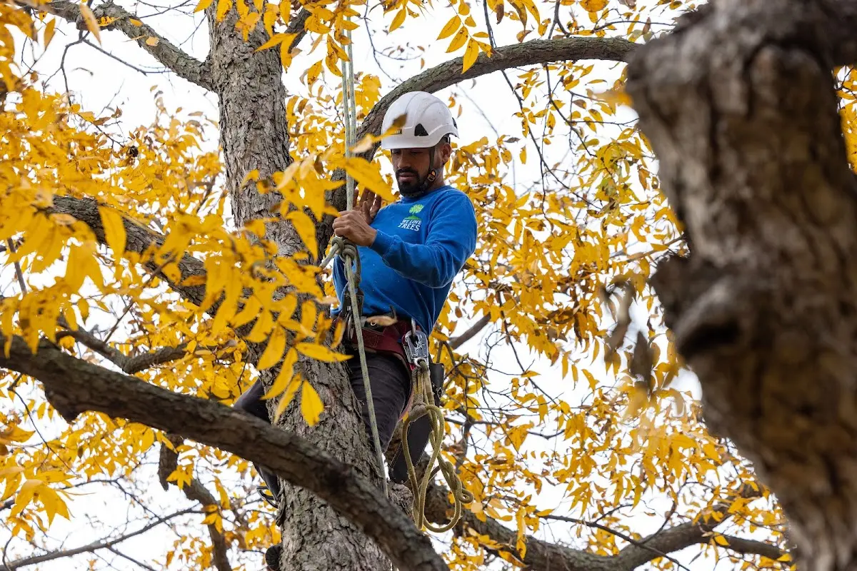 Skilled Tree Transplanting crew working in Harrison
